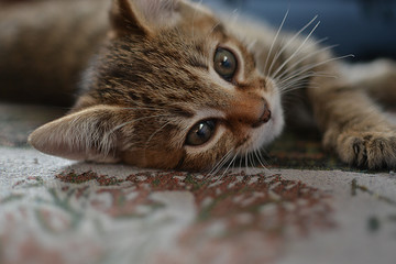 beautiful kitten is resting, kitten's eyes