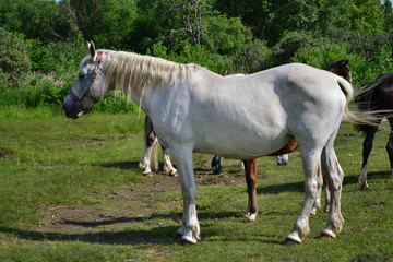 beautiful horses walk along the shore with a shepherd