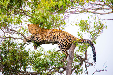 A cheetah walking and resting on a tree branch in Africa