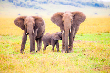 Fototapeta na wymiar Portrait shots of a beautiful elephant family in Africa