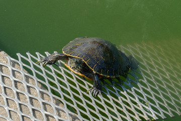 Obraz premium angry turtle