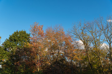 colors of autumn in the woods