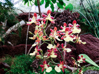 The yellow red orchid 