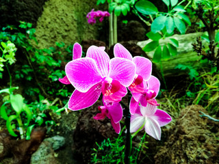 The pink orchid