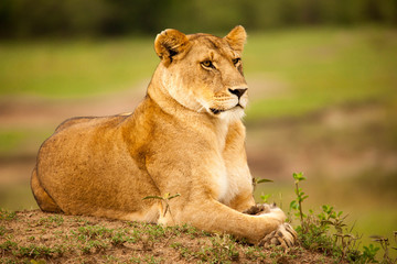 A portrait of a lioness relaxing on grass in a park in Africa