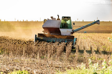 Harvester on the field mowing sowing, collects autumn harvest.