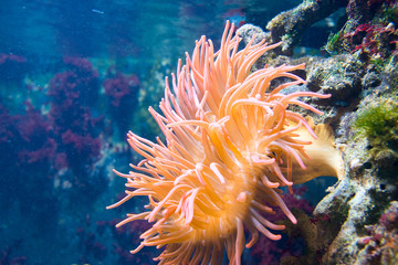 Naklejka na ściany i meble koralle, korallenriff, anemone