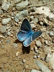 Fototapeta na wymiar Bl Beautiful butterfly