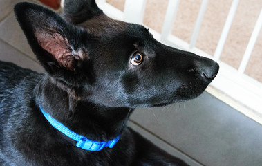 Black shepherd, puppy dog