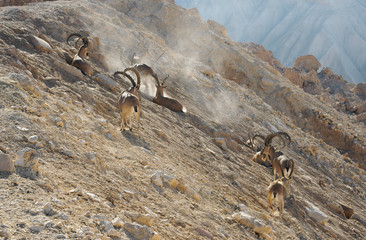 Nubian ibex (Capra nubiana sinaitica)  in Sde Boker. Herd of old male ibex in mountains. Negev desert of southern Israel