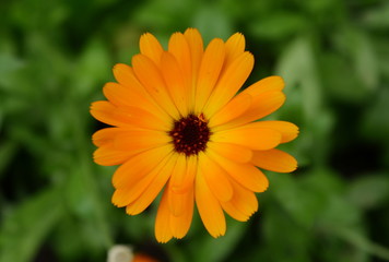 Bright orange flower of calendula close-up view from above