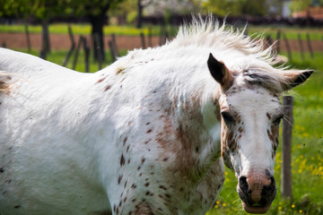 Obraz premium cheval