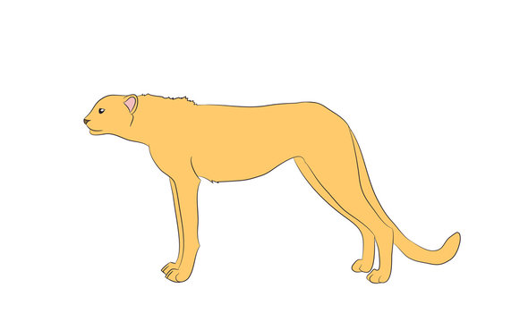 cheetah, which stands, vector, white background