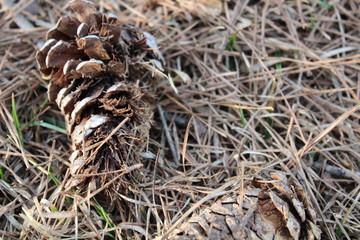 Pine cone 