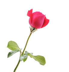 Obraz premium One red rose.