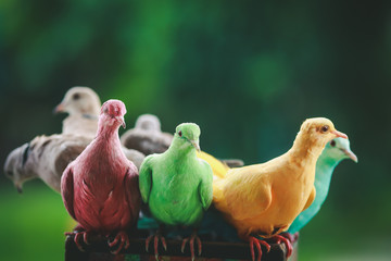 Many colorful birds. 