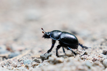 Beatle