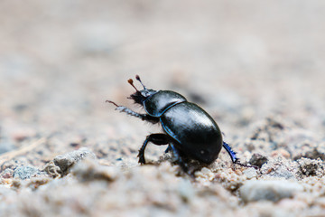 Skalbagge