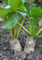In the soil grows beet fodder