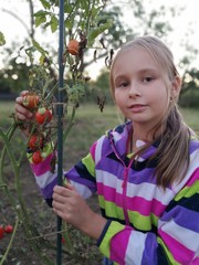 young girl harvesting tomatoes in the garden