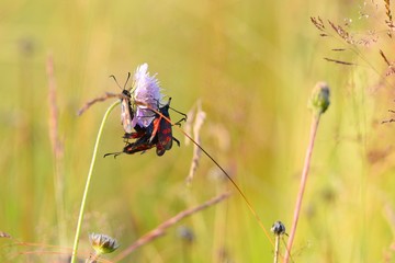 Beetles on the meadow