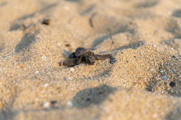 Close-up of a freshly hatched Loggerhead turtle. Focus on the turtle's head.