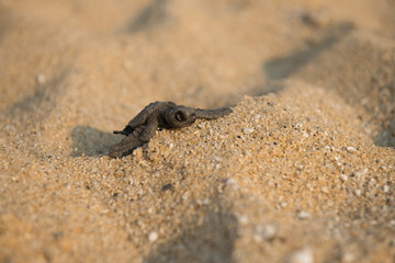 Freshly hatched, loggerhead turtle crawls through the sand towards the sea. View from the front, close up.