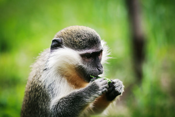 A small monkey eats a leaf in the wild. 