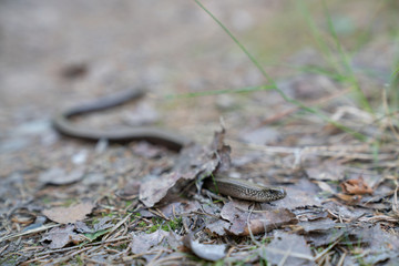 Slow worm