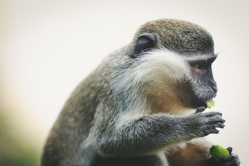 A small monkey eats a leaf in the wild. 