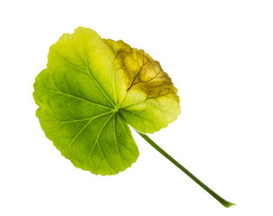 green leaf of geranium withered limp sick on one side