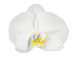 Beautiful white orchid single flower isolated on white background