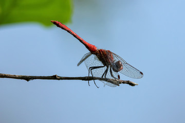 Heidelibelle © Marlene