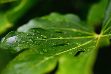 Rain drops on green leaves. Macro. Soft focus