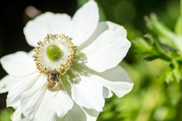 bee harvesting on a beautiful white anemone flower eco bio concept