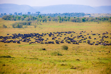 Obraz na płótnie Canvas A herd of wildebeest crossing the river in Africa