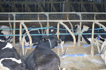 Desa Dairy Farm In Kundasang Sabah Malaysia