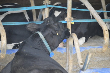 Desa Dairy Farm In Kundasang Sabah Malaysia