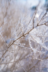 frost