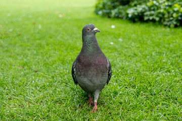 Obraz premium pigeon