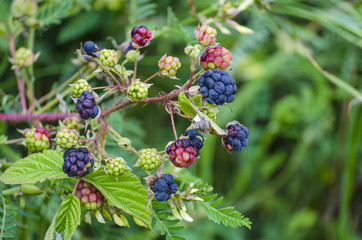 blackberry on a bush