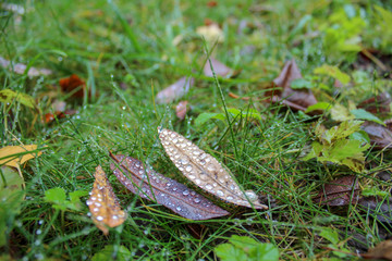Drops of rain on fallen leaves in autumn forest