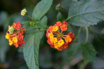 Lantana  (Shrub Verbena) plant close up with orange red flowers
