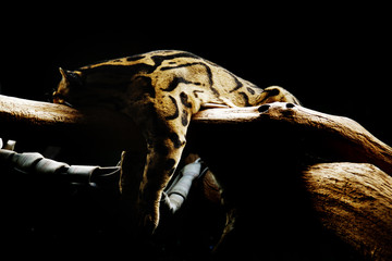 sleeping cat  © Vincent