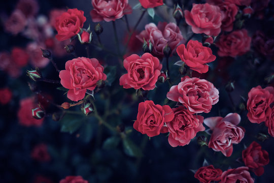 Rose bush with colder muted colors © Mattias