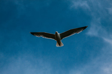 Flying seagull (bird) against the blue sky