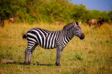 Fototapeta premium A big herd of zebras in Africa