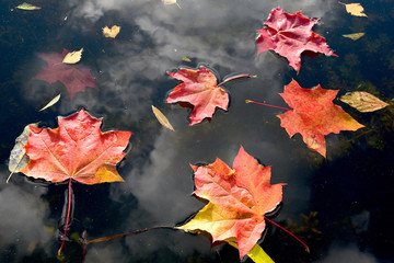 Colorful yellow and red maple leaves floating on the water surface. Autumn leaves in the river. Sunny autumn day.
