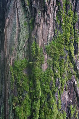 bark brown moss green