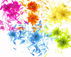Colorful mums mix with floating petals silhouetted on white background